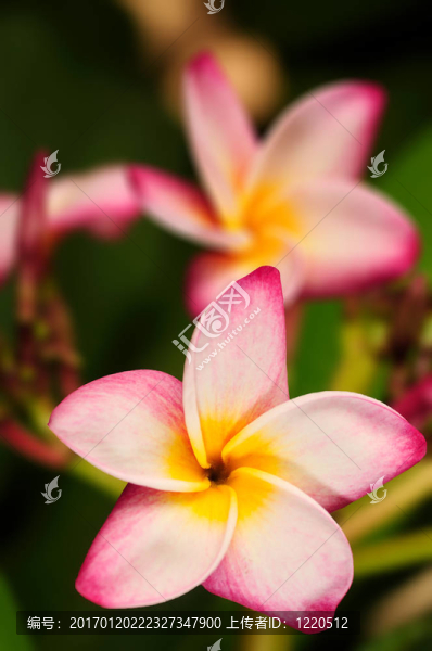 雞蛋花