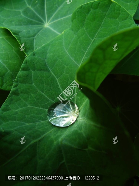 金絲雀爬山虎葉