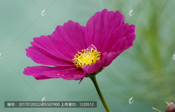 粉紅色的大波斯菊