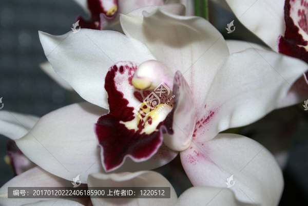 白蘭花