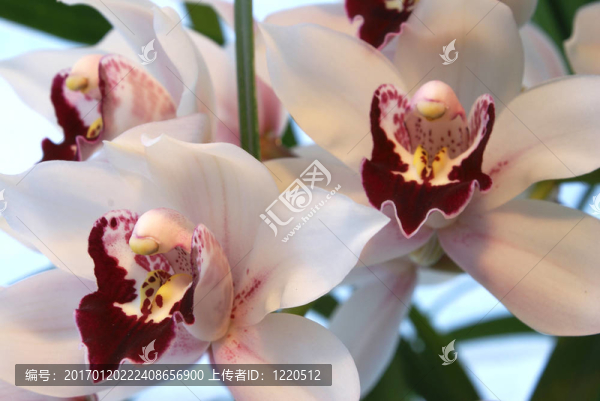 白蘭花