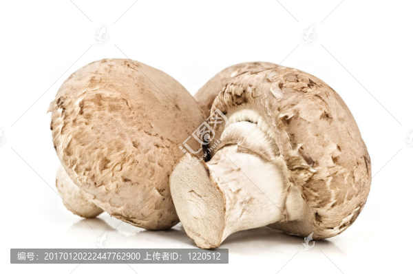 食用蘑菇。