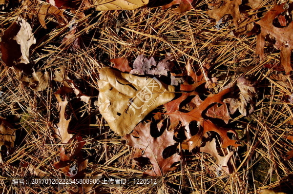 秋天的樹(shù)葉-匯圖網(wǎng) www.fosd68.com 秋天的樹(shù)葉