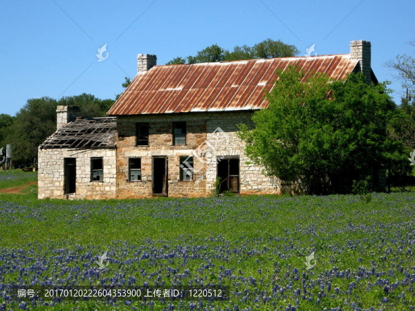 德克薩斯矢車菊-匯圖網(wǎng) www.fosd68.com 德克薩斯矢車菊
