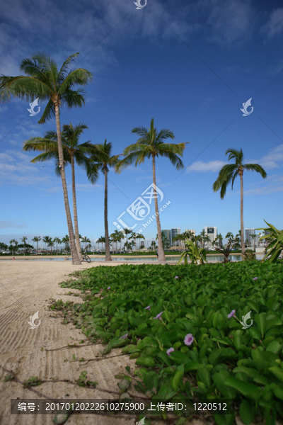 威基基海灘；火奴魯魯；夏威夷