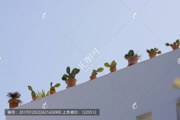 夏天的感覺與仙人掌