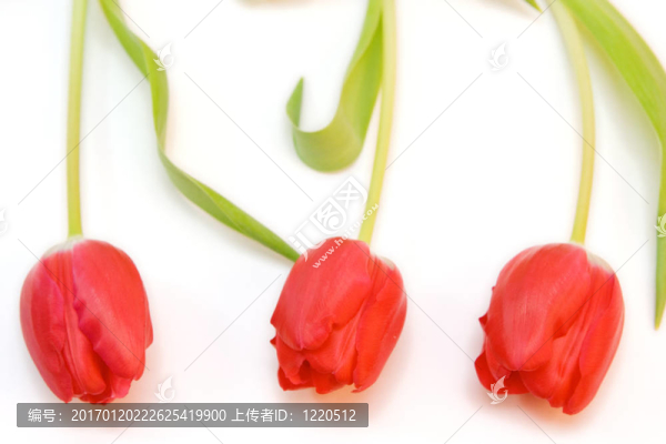 紅色郁金香隔離在WH