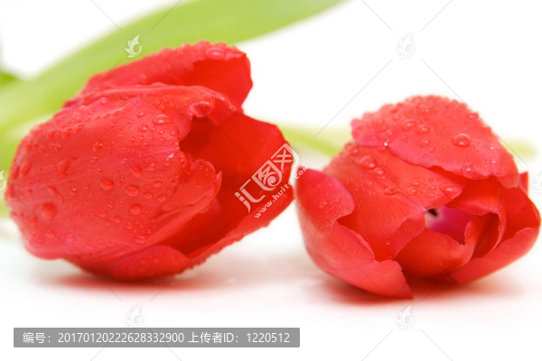 紅色郁金香隔離在WH