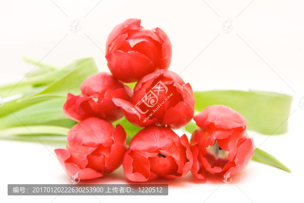 紅色郁金香隔離在WH