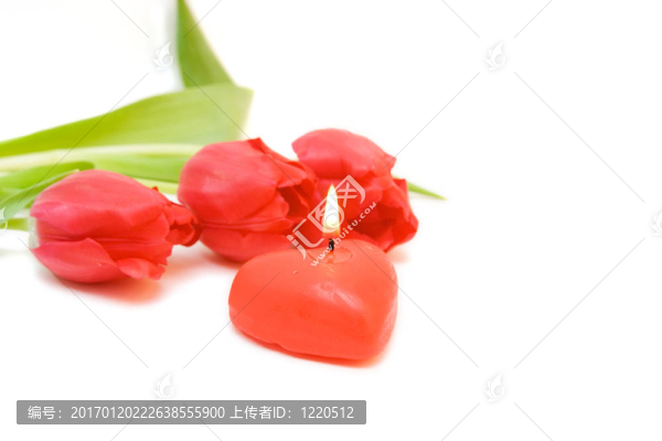 紅色郁金香隔離在WH