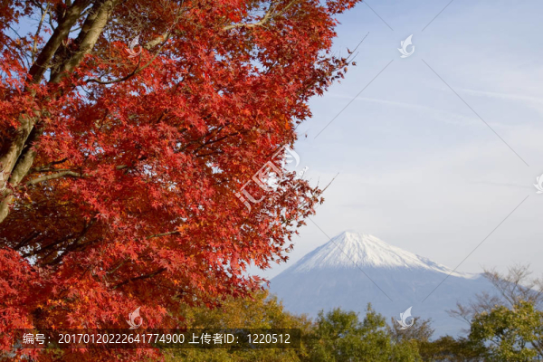 富士山的秋天十二