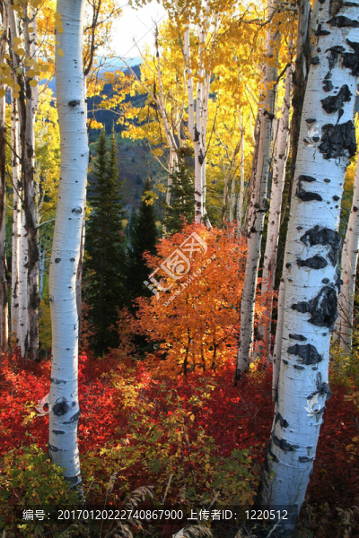 秋天-匯圖網(wǎng) www.fosd68.com 秋天