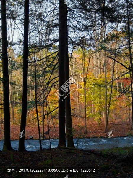 黑暗與光明森林-匯圖網(wǎng) www.fosd68.com 黑暗與光明森林