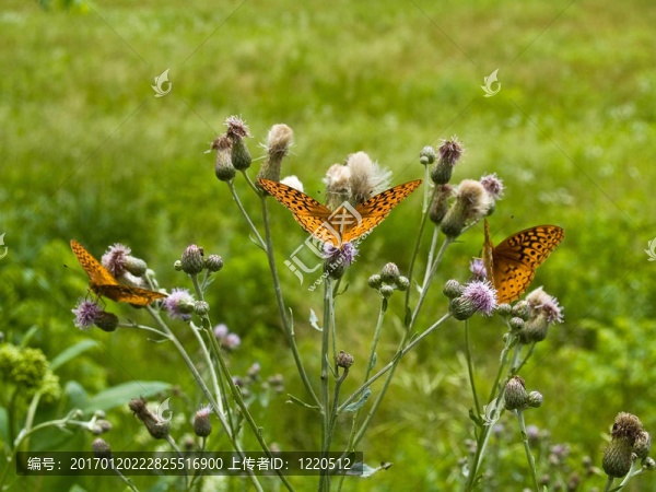 準(zhǔn)備起飛-匯圖網(wǎng) www.fosd68.com 準(zhǔn)備起飛