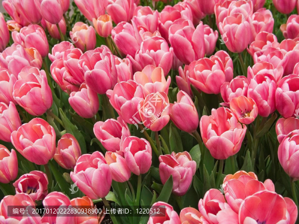 粉紅色郁金香-匯圖網(wǎng) www.fosd68.com 粉紅色郁金香