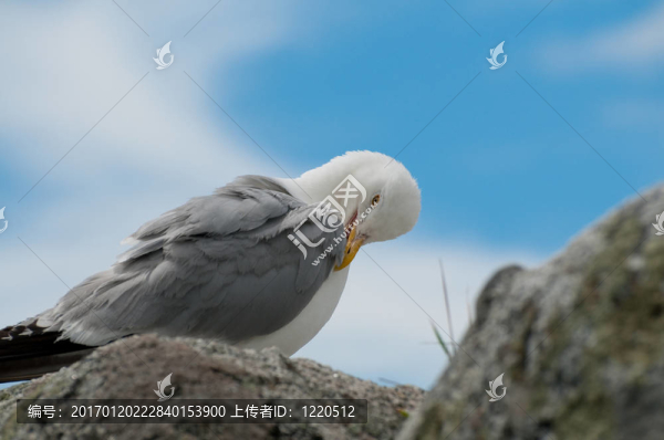 一個接近的肖像