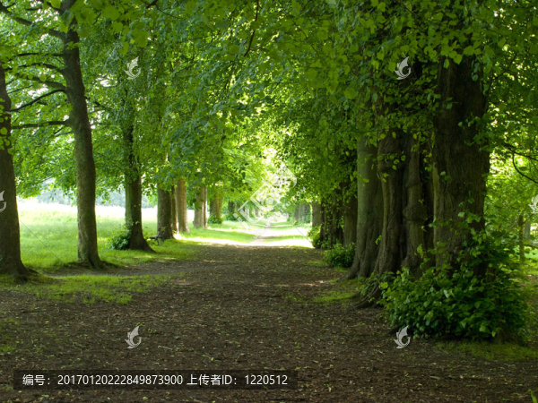 通向光明的林蔭大道-匯圖網(wǎng) www.fosd68.com 通向光明的林蔭大道