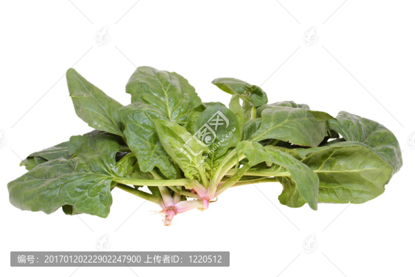 菠菜