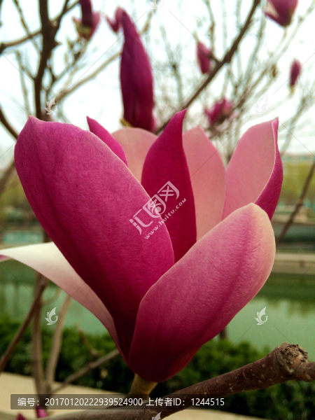 玉蘭花