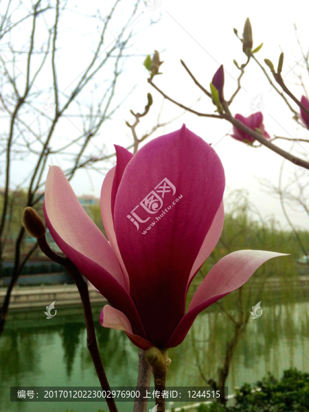 玉蘭花