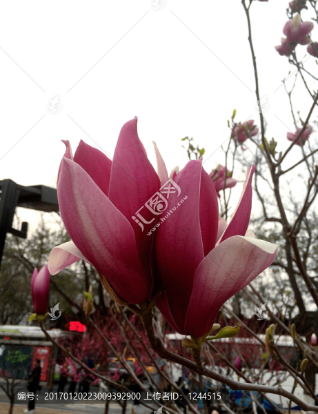 玉蘭花