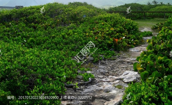珊瑚海葡萄foliag路徑
