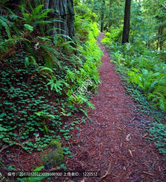 穿越森林和蕨類植物的小徑
