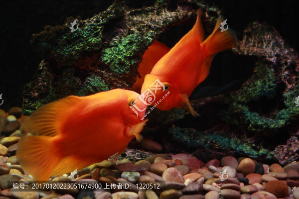 兩親橙色的魚