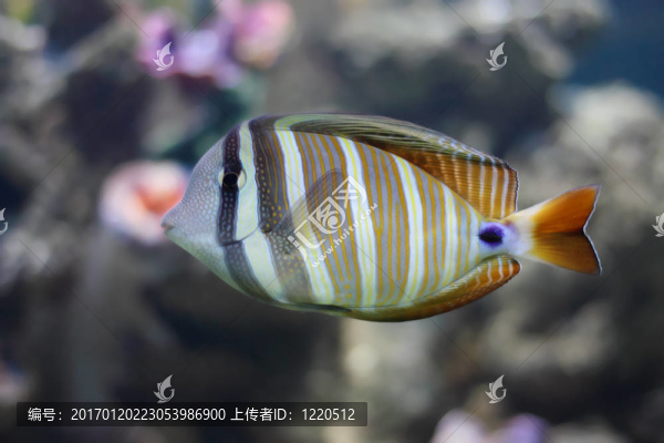 條紋的魚