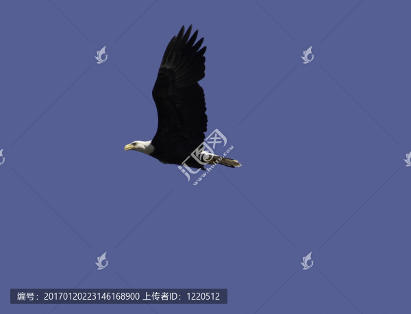 高高飄揚(yáng)