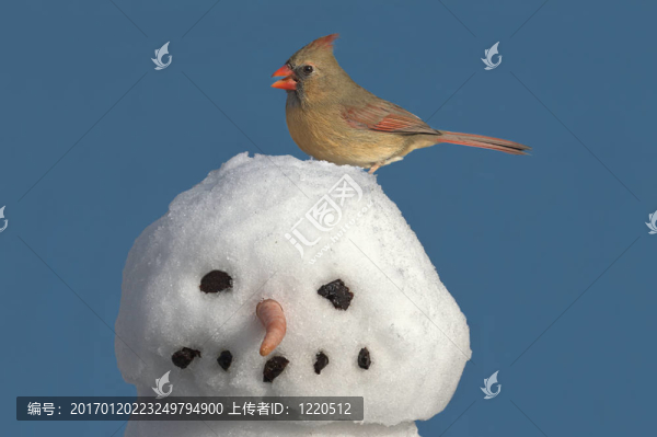 紅衣主教在雪人