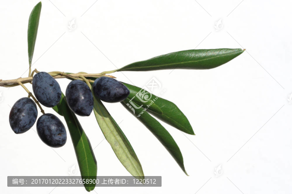 橄欖在白色的樹枝上