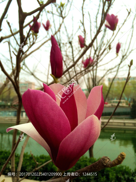 玉蘭花