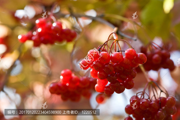 雪球樹(shù)