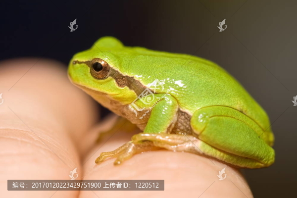 綠色的青蛙-匯圖網(wǎng) www.fosd68.com 綠色的青蛙