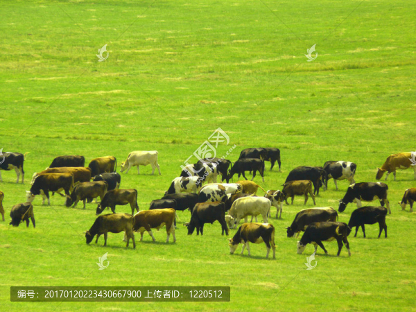 吃草的牛-匯圖網(wǎng) www.fosd68.com 吃草的牛
