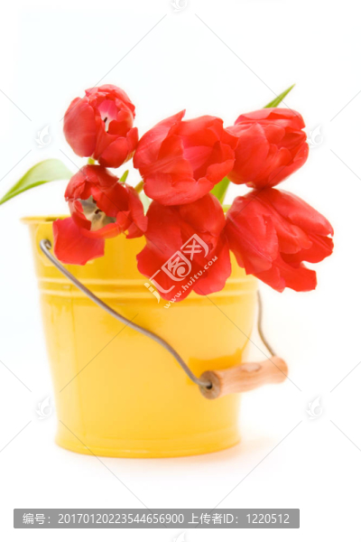 紅色郁金香隔離在WH