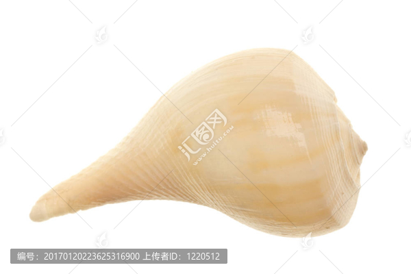 貝殼孤立在白色背景