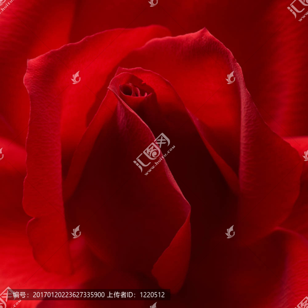 紅玫瑰特寫背景