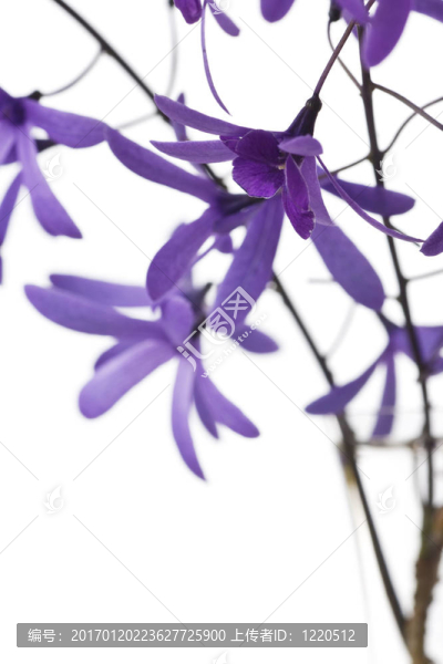 白色背景上的紫色花