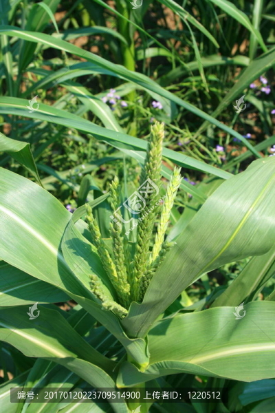 玉米植株
