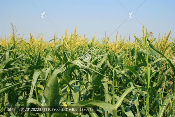 玉米植株-匯圖網(wǎng) www.fosd68.com 玉米植株