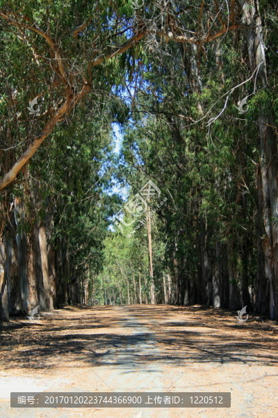 公園里的路