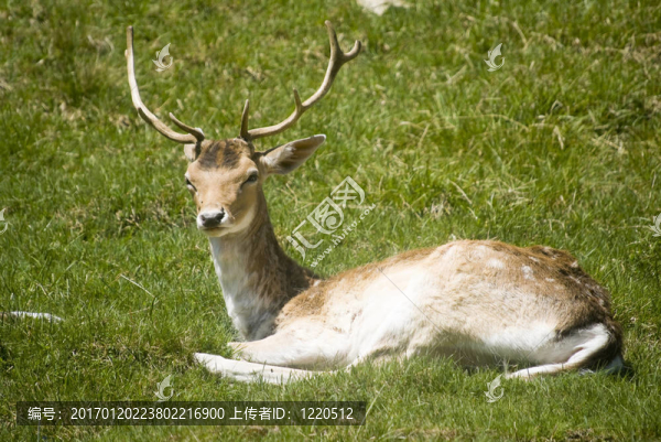 馴鹿