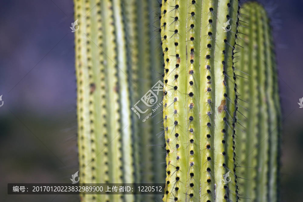 沙漠里的仙人掌