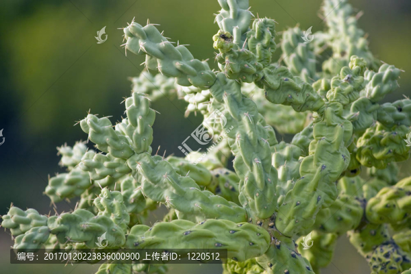 仙人掌類植物