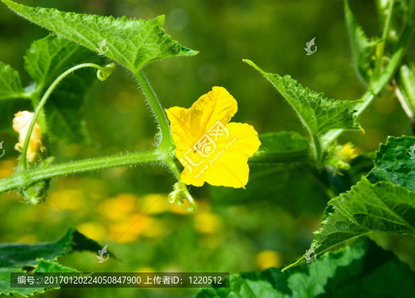 黃瓜花