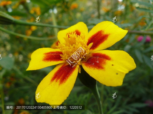 神奇的花-匯圖網(wǎng) www.fosd68.com 神奇的花