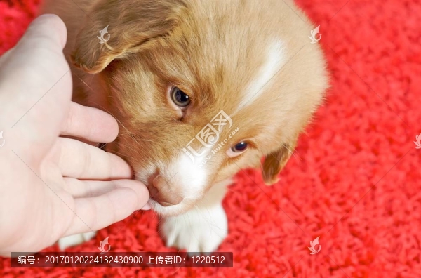 新斯科舍烤鴨托勒的小狗