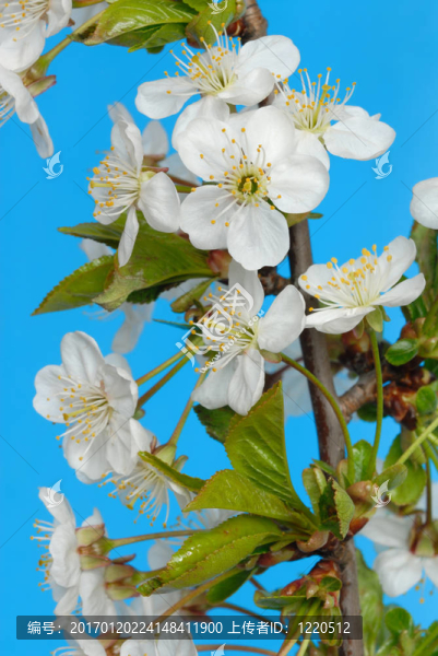 櫻花